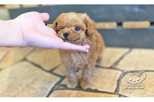 成約済の愛知県のトイプードル-118669の6枚目