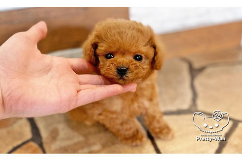 成約済の愛知県のトイプードル-118669の5枚目