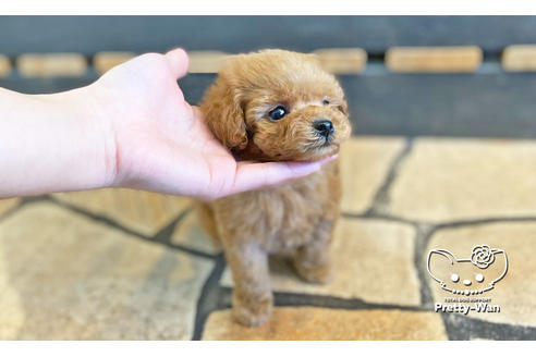 成約済の愛知県のトイプードル-118669の3枚目