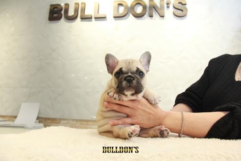 成約済の東京都のフレンチブルドッグ-118686の1枚目