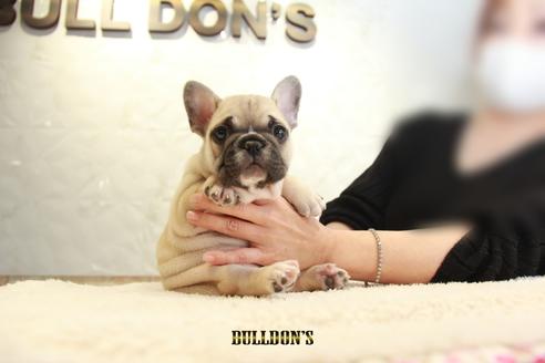 成約済の東京都のフレンチブルドッグ-118686の6枚目