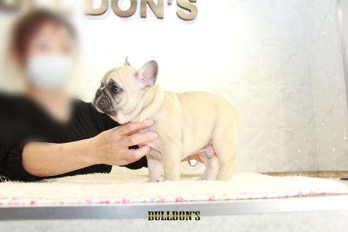 成約済の東京都のフレンチブルドッグ-118686の5枚目