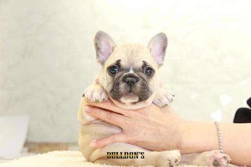 成約済の東京都のフレンチブルドッグ-118686の4枚目