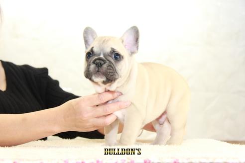 成約済の東京都のフレンチブルドッグ-118686の2枚目