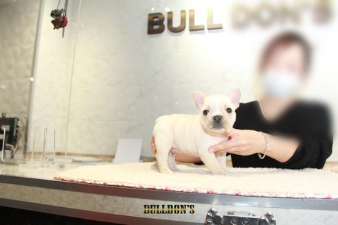 成約済の東京都のフレンチブルドッグ-118687の7枚目