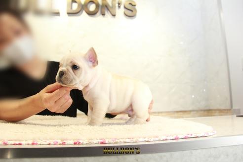 成約済の東京都のフレンチブルドッグ-118687の6枚目