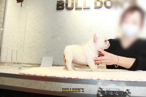 成約済の東京都のフレンチブルドッグ-118687の5枚目