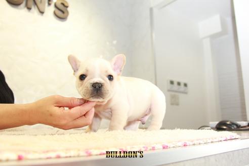 成約済の東京都のフレンチブルドッグ-118687の4枚目