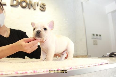 成約済の東京都のフレンチブルドッグ-118687の2枚目