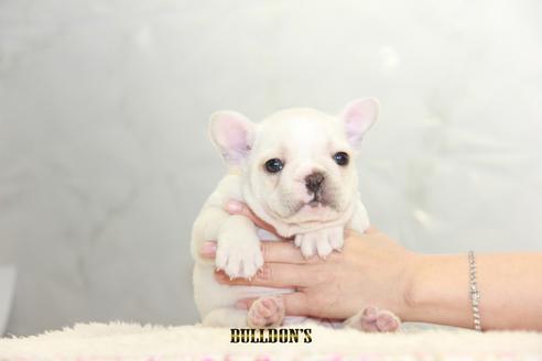 成約済の東京都のフレンチブルドッグ-118689の1枚目