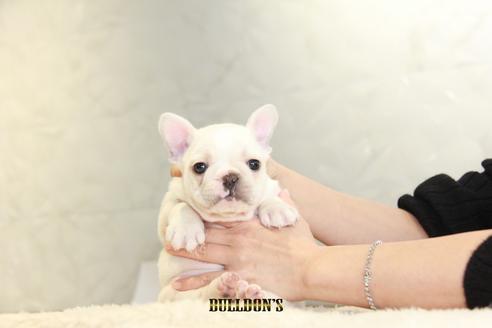 成約済の東京都のフレンチブルドッグ-118689の6枚目