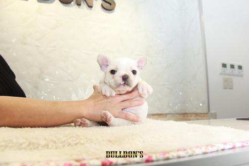 成約済の東京都のフレンチブルドッグ-118689の4枚目