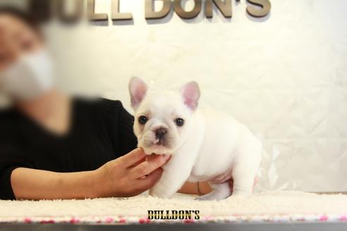 成約済の東京都のフレンチブルドッグ-118689の3枚目