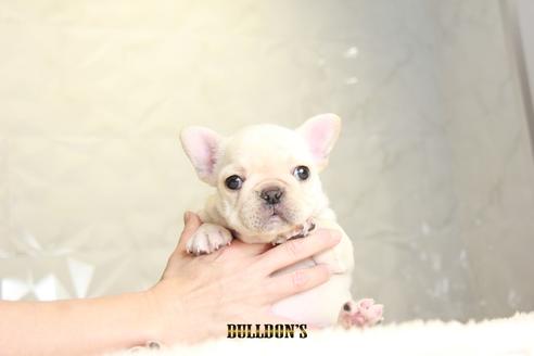 成約済の東京都のフレンチブルドッグ-118691の1枚目