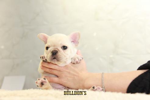 成約済の東京都のフレンチブルドッグ-118691の7枚目