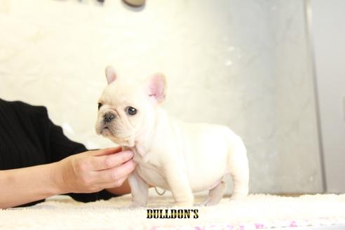 成約済の東京都のフレンチブルドッグ-118691の5枚目