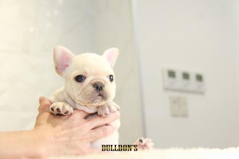 成約済の東京都のフレンチブルドッグ-118691の4枚目