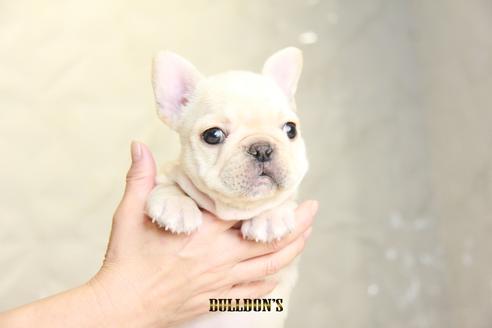 成約済の東京都のフレンチブルドッグ-118691の3枚目