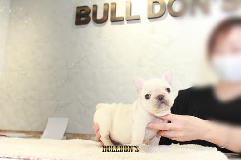 成約済の東京都のフレンチブルドッグ-118691の2枚目