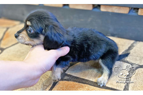 成約済の愛知県のチワックス:チワワ×ミニチュアダックスフンド-118697の6枚目