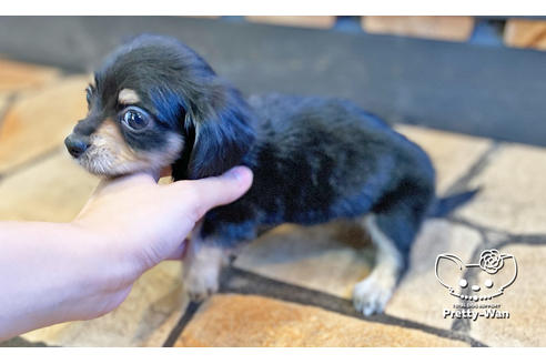 成約済の愛知県のチワックス:チワワ×ミニチュアダックスフンド-118697の4枚目