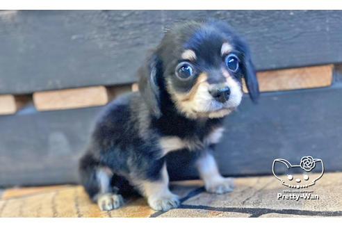 成約済の愛知県のチワックス:チワワ×ミニチュアダックスフンド-118697の3枚目