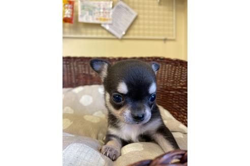 成約済の愛知県のチワワ(スムースコート)-118719