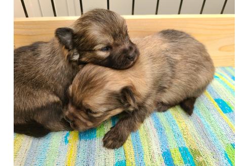 成約済の埼玉県のポメラニアン-117666の8枚目