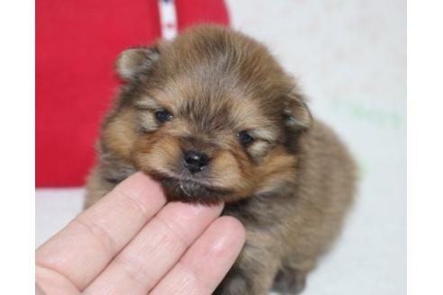 成約済の埼玉県のポメラニアン-118727の2枚目