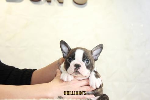 成約済の東京都のボストンテリア-118730の1枚目