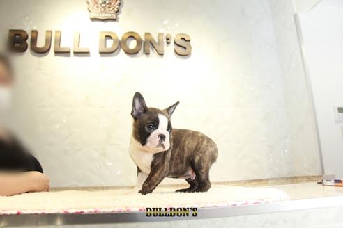 成約済の東京都のボストンテリア-118730の7枚目