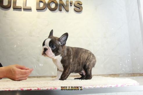 成約済の東京都のボストンテリア-118730の6枚目