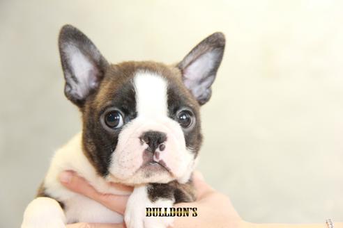 成約済の東京都のボストンテリア-118730の4枚目