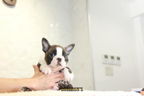 成約済の東京都のボストンテリア-118730の3枚目