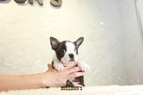 成約済の東京都のボストンテリア-118733の7枚目