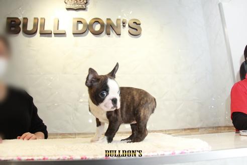 成約済の東京都のボストンテリア-118733の6枚目