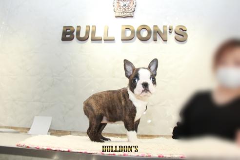 成約済の東京都のボストンテリア-118733の5枚目