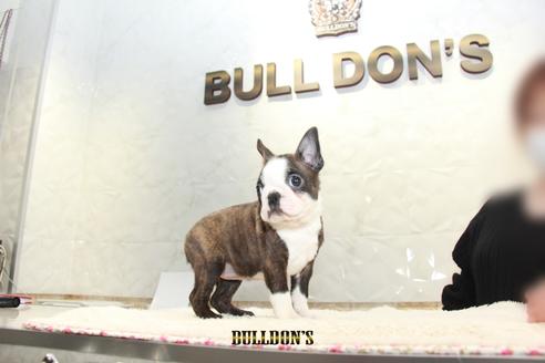 成約済の東京都のボストンテリア-118733の4枚目