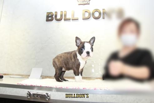 成約済の東京都のボストンテリア-118733の2枚目