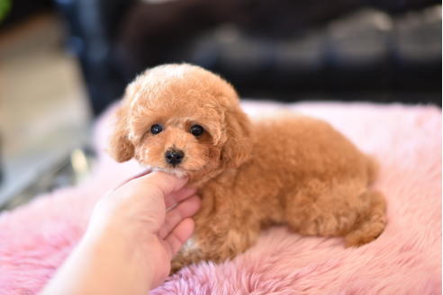 成約済の茨城県のタイニープードル-116212の1枚目