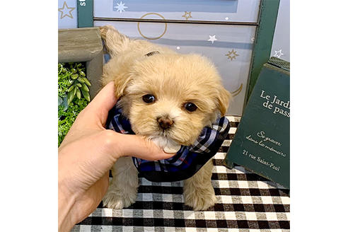 成約済の広島県のミックス犬-118746の1枚目