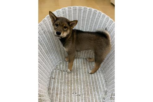 成約済の北海道の柴犬-112851の3枚目