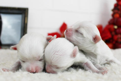 成約済の東京都のマルチーズ-118766の6枚目