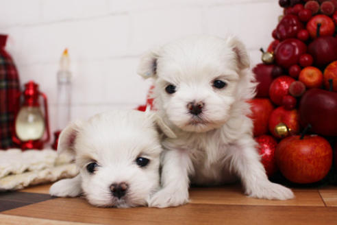 成約済の東京都のマルチーズ-118766の5枚目