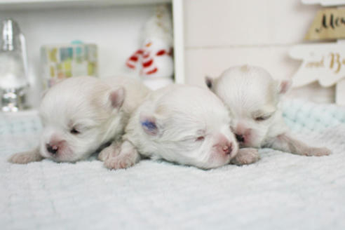 成約済の東京都のマルチーズ-118766の4枚目