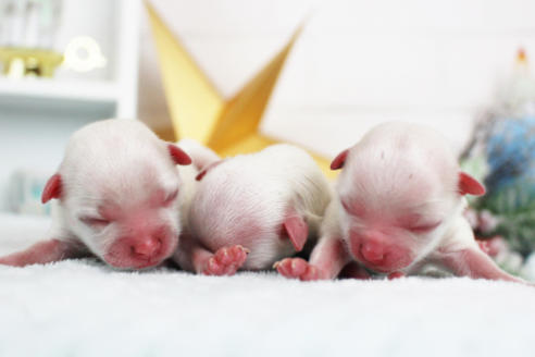 成約済の東京都のマルチーズ-118766の3枚目