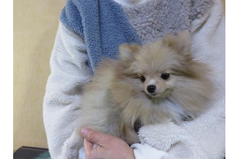 成約済の愛知県のポメラニアン-117833の5枚目