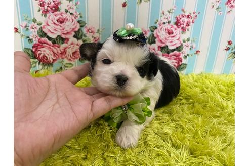 成約済の秋田県のマルシーズー:マルチーズ×シーズー-118770の2枚目