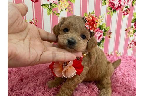 成約済の秋田県のマルプー:マルチーズ×トイプードル-118777の1枚目