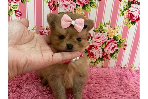 成約済の秋田県のミックス犬-118781の1枚目